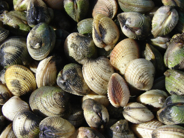 Cockles on a beach