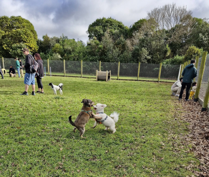 Two dogs playing in the fenced off-leash area at Lloyd Elsmore Park dog park